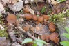 hlízenka sasanková (Houby), Dumontinia tuberosa (Fungi)